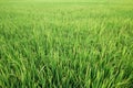 Fresh green rice field in suburb Bangkok, Thailand Royalty Free Stock Photo