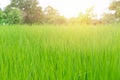 Fresh green rice field with sunlight Royalty Free Stock Photo