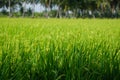 Fresh green rice field in Thailand Royalty Free Stock Photo