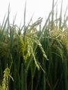 Fresh Green Rice Field Wallpaper Royalty Free Stock Photo