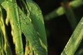 Fresh green rice leaf with drops of water Royalty Free Stock Photo