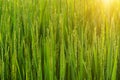 Fresh green rice plants in the field with sunlight Royalty Free Stock Photo