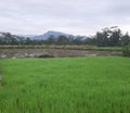 fresh green rice seruling in field Royalty Free Stock Photo