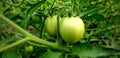 Fresh green ripe heirloom tomatoes plants grown in a beautiful green farm. Shallow depth of field. agriculture concept. Royalty Free Stock Photo