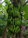 fresh green robusta banana, close-up view