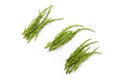 Fresh green rock samphire