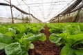 Fresh green romaine or cos lettuce growing in vegetable garden Royalty Free Stock Photo