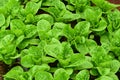 Fresh green romaine or cos lettuce in vegetable garden Royalty Free Stock Photo