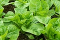 Fresh green romaine or cos lettuce in vegetable garden Royalty Free Stock Photo