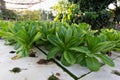 Fresh green romaine or cos lettuce in vegetable garden Royalty Free Stock Photo