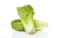 Fresh green romaine lettuce Royalty Free Stock Photo