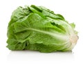 Fresh green romaine lettuce isolated on white background Royalty Free Stock Photo