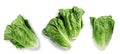 Fresh green romaine lettuce isolated on white, top view Royalty Free Stock Photo