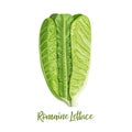 Fresh green Romaine Lettuce Lactuca sativa, cos lettuce, isolated on the white background with light shadow