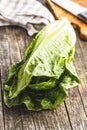 Fresh green Romaine Lettuce. Leaves of Lactuca sativa Royalty Free Stock Photo