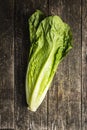 Fresh green Romaine Lettuce. Leaves of Lactuca sativa Royalty Free Stock Photo