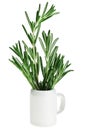 Fresh green rosemary bunch in small ceramic noggin Royalty Free Stock Photo