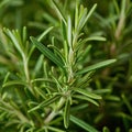 Fresh green rosemary herb in garden. Rosemary plant close up.