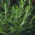 Fresh green rosemary herb in garden. Rosemary plant close up.