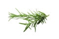 Fresh green rosemary isolated on white. Aromatic herb