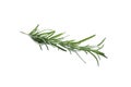 Fresh green rosemary isolated on white. Aromatic herb