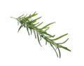 Fresh green rosemary isolated on white. Aromatic herb