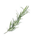 Fresh green rosemary isolated on white. Aromatic herb