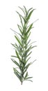 Fresh green rosemary isolated on white. Aromatic herb