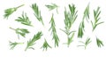 Fresh green rosemary isolated on a white background with copy space for your text. Top view. Flat lay Royalty Free Stock Photo