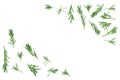 Fresh green rosemary isolated on a white background with copy space for your text. Top view. Flat lay Royalty Free Stock Photo