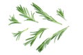 Fresh green rosemary isolated on a white background. Top view. Flat lay Royalty Free Stock Photo