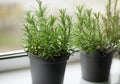 Fresh green rosemary in pots