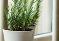 Fresh green rosemary in pots