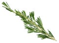 Fresh green rosemary sprig.