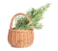 Fresh green rosemary and thyme in wicker basket on white background Royalty Free Stock Photo