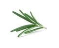 Fresh green Rosemary on a white background Royalty Free Stock Photo