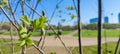 fresh green rowan leaves Royalty Free Stock Photo