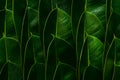 Fresh green Rubber tree leaves. Royalty Free Stock Photo