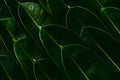 Fresh green Rubber tree leaves. Royalty Free Stock Photo