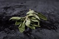 Fresh green sage branch