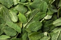 Fresh green sage leaf herb, texture, background Royalty Free Stock Photo