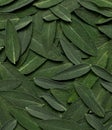 Fresh green sage leaves close up. Sage velvet leaf texture, abstract nature background. Salvia officinalis, garden sage. Concept Royalty Free Stock Photo