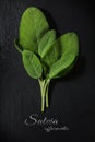 fresh green sage leaves on a dark slate plate, sample text Salvia officinalis, view from above, vertical Royalty Free Stock Photo