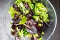 Fresh green salad with arugula, red chard, mangold and lettuce i Royalty Free Stock Photo