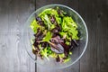 Fresh green salad with arugula, red chard, mangold and lettuce i Royalty Free Stock Photo