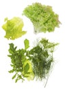 Fresh green salad, dill, parsley and arugula
