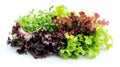 fresh green salad isolated on a crisp white background