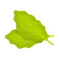 Fresh green salad leaf isolated on white background. Lettuce Royalty Free Stock Photo
