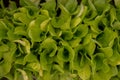 fresh green salad leaves