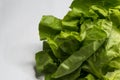 Fresh green salad lettuce isolated on white.